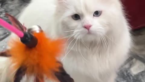 Cat video Playing Beautifull cat video-funny cat video