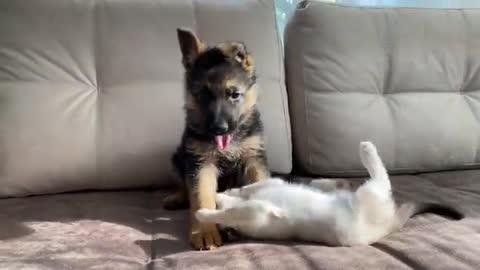 German Shepherd Puppy and Kitten Playing [TRY NOT TO LAUGH]