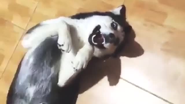 Funny dog video compilation 2022.try not to laugh at these cut dog memes!