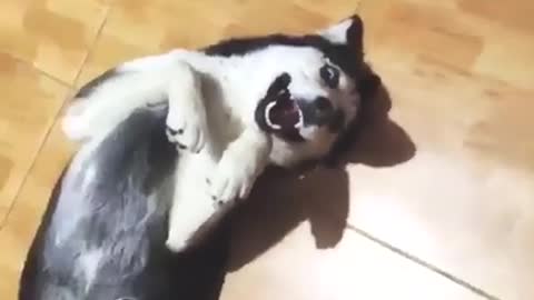 Funny dog video compilation 2022.try not to laugh at these cut dog memes!