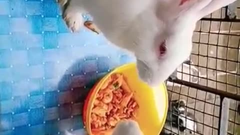 mere cute bunny 🐇🐰#shorts #viral
