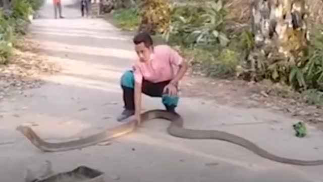 Life hack snake big snake