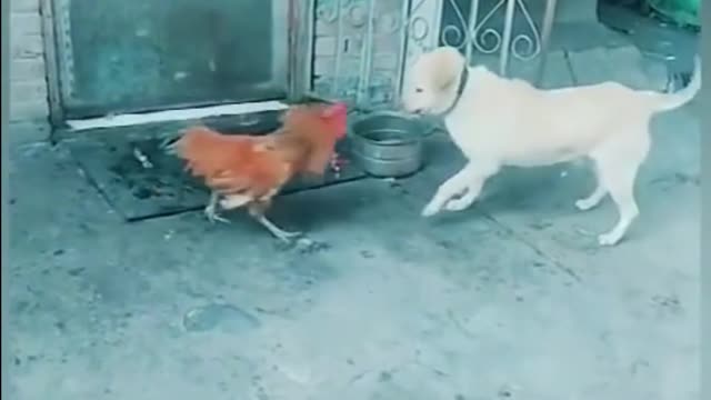 Funny dogs. #funnydogs #funnymoments #shorts