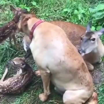 Friendship between dog and deer