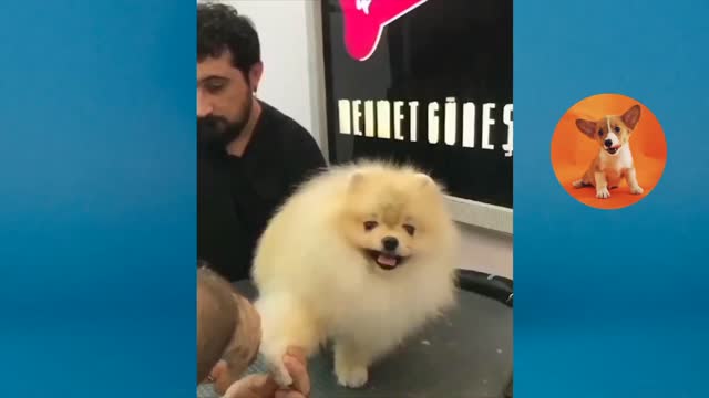 kp05-Mini Pomeranian