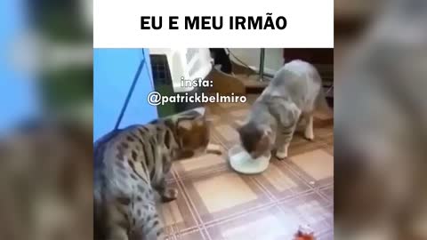 Melhores dublagens e memes de animais engraçados 5 (Especial 700 mil inscritos)