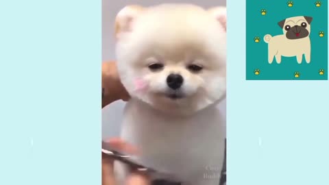 Cute Dogs Moment Compilation #2