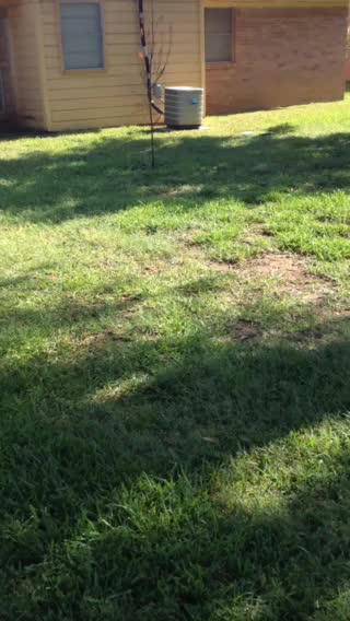 My awesome Labrador dogs so much fun!