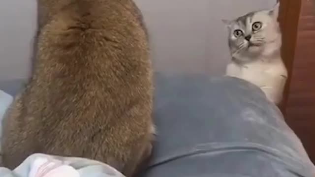 Cat funny video part-13