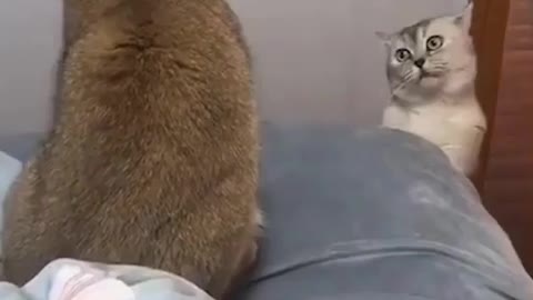 Cat funny video part-13