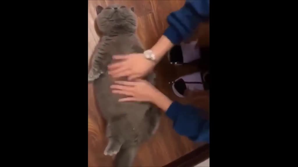 Funny cat massage