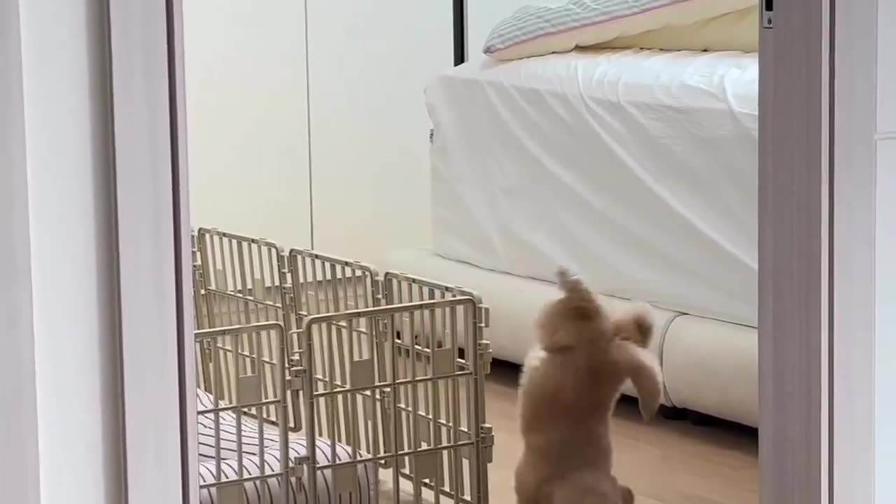 Cute Puppy Escape Artist