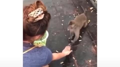 Monkey getting acquainted with the wet floor