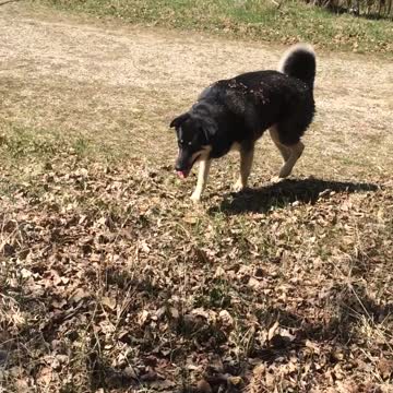 Masked Alaskan Malamute At Play In The Grass