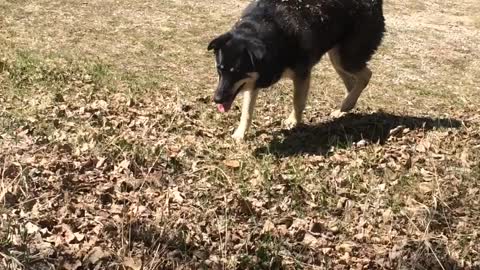 Masked Alaskan Malamute At Play In The Grass