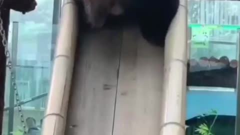 Funny Panda