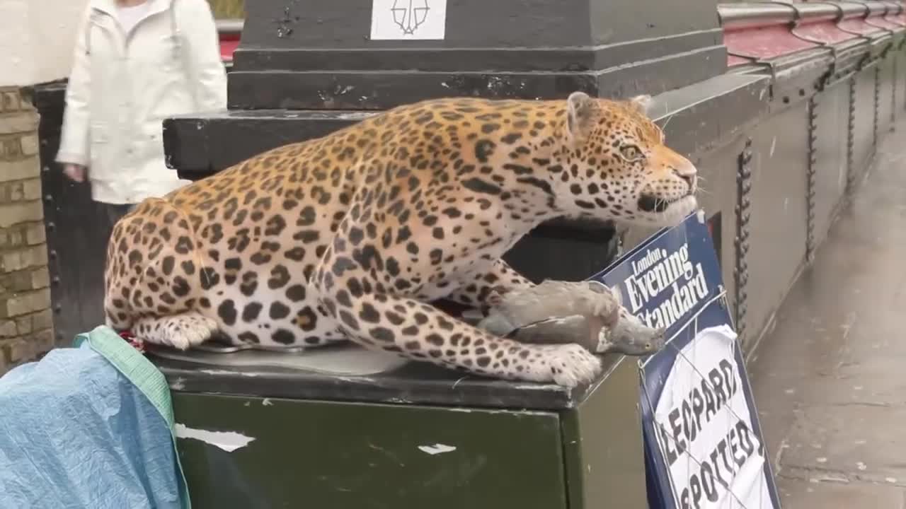 funny leopard prank video. very funny