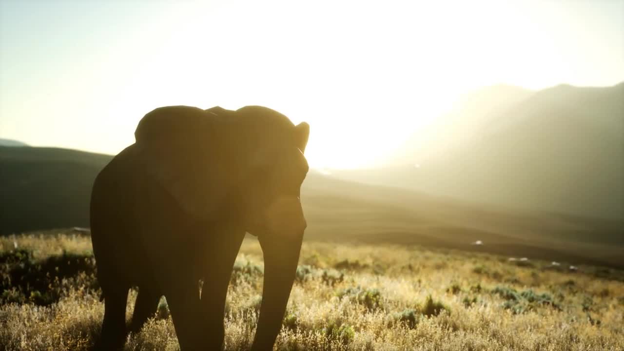 old african elephant walking in savannah against sunset