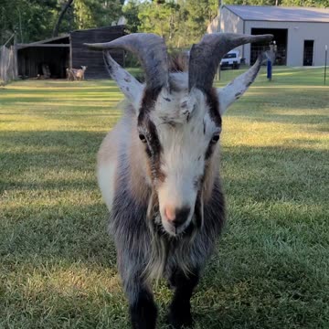 Looks like this goat wants to dance battle