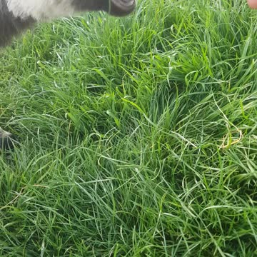 I learn my little sheep to eat grass after first 3 weeks of life
