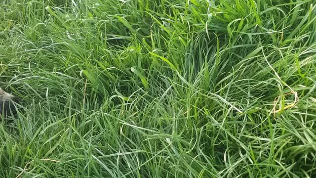 I learn my little sheep to eat grass after first 3 weeks of life