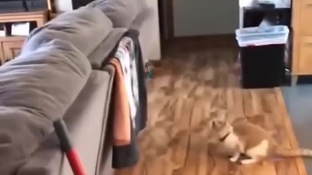 Pets Being Pets - Short Fails Compilation