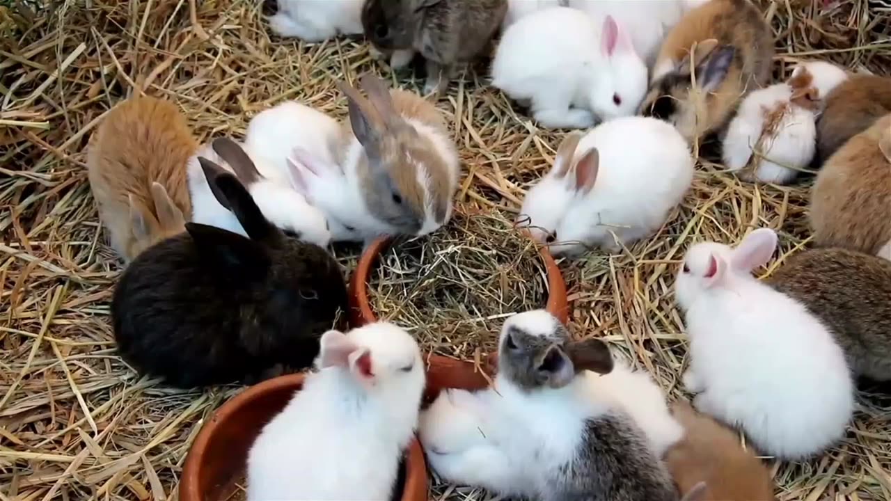 Beautiful Rabbit. New Animal Video 2024.