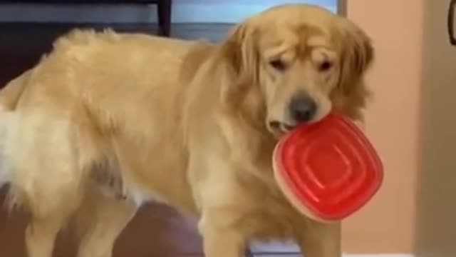 Funny Dog Video Try not to laugh 🤣🤣🤣