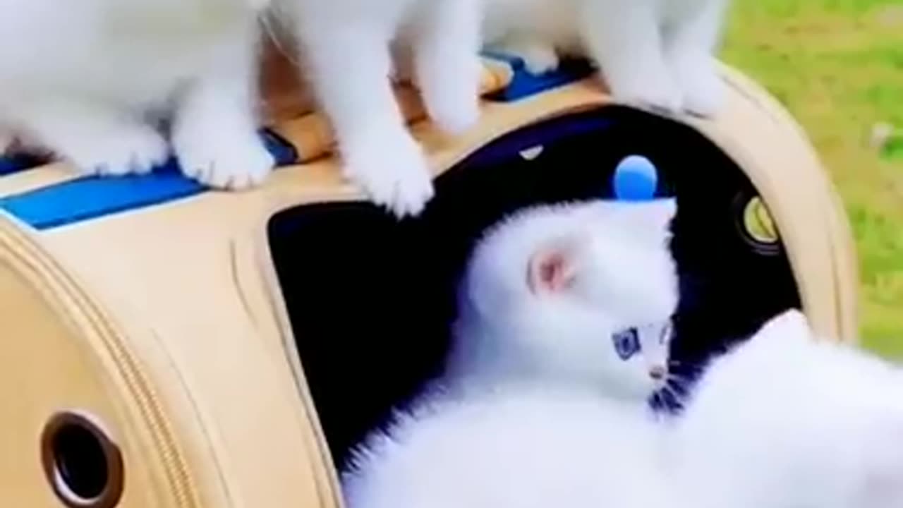 Handsome little white cat blue eyes