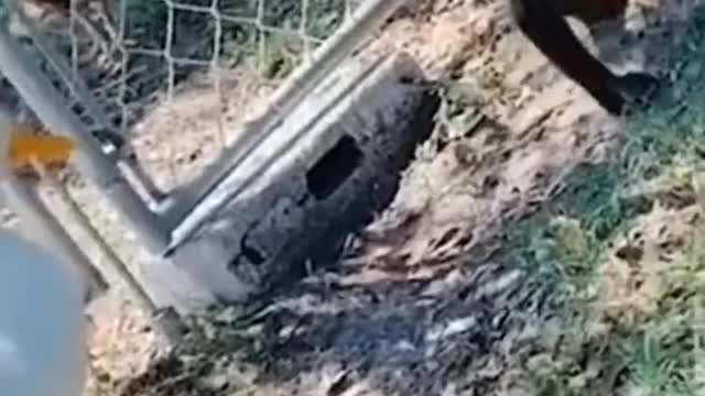 Funny🤣 dog video