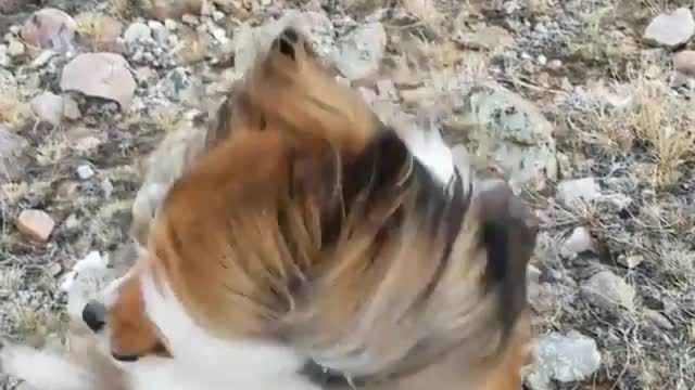 Brown and white long hair dog in high winds on rocks