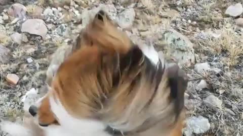 Brown and white long hair dog in high winds on rocks