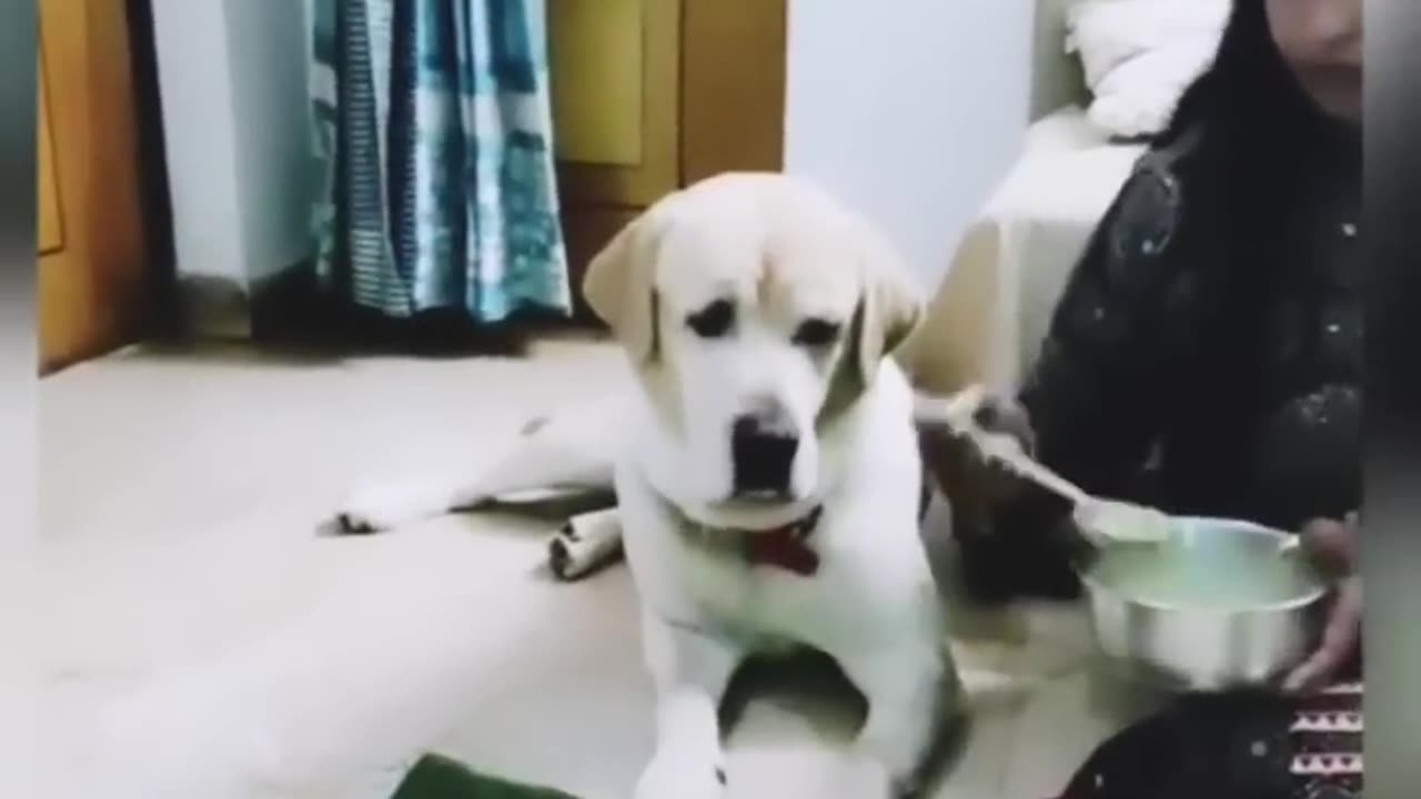 Funy Dog