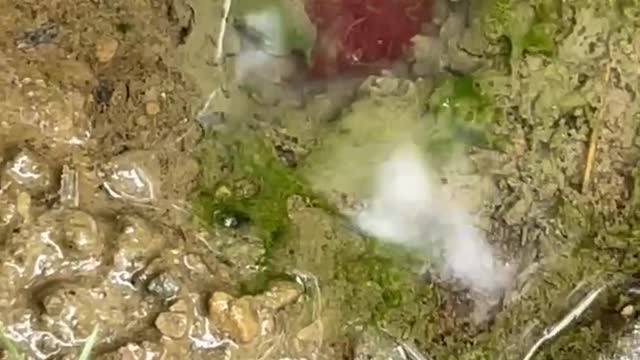 The pond slime is alive!