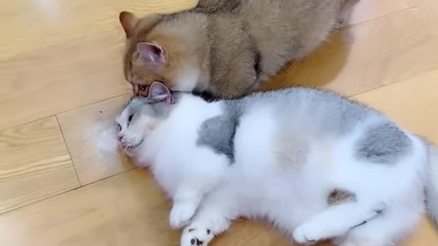 Baby Cats - Cute and Funny Cat Videos Compilation # | Aww Animals