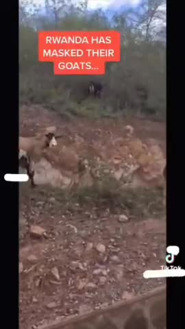 RWANDA MASKING GOATS 🤡
