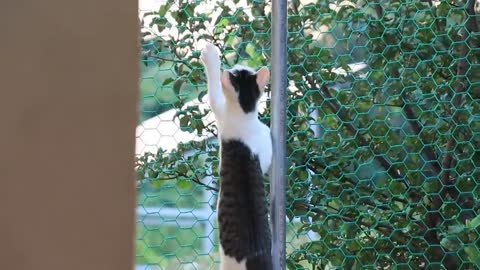 Kitten Playing With Mother-19