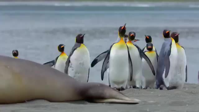 The penguins do not know that they are a hassle