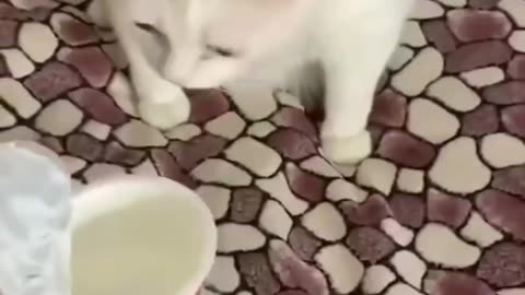 Cats trying ice cream