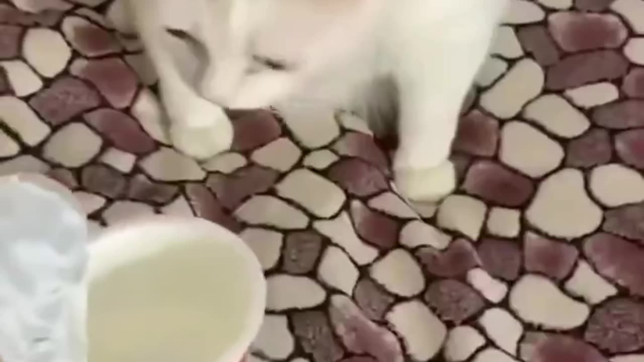 Cats trying ice cream