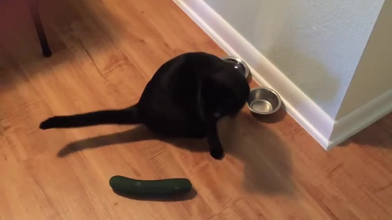 adorable cat scared of cucumber😂