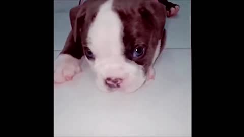 Cute small puppy melting your heart