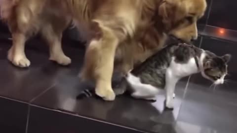 dog stops the cat fight