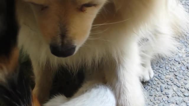 Stray kitty wants dog to be his mama.