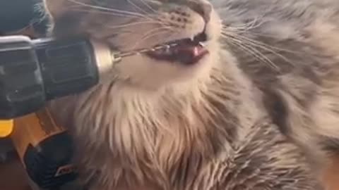 Cat Chews on Drill Bit