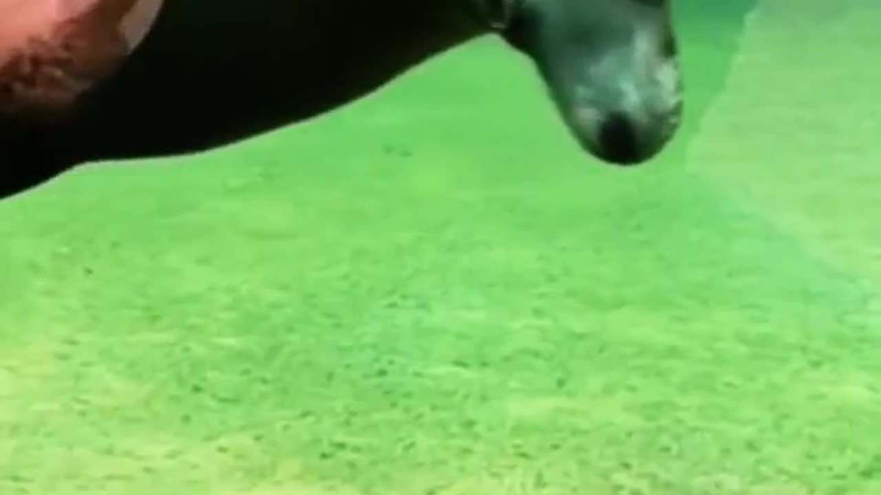 Adorable animals