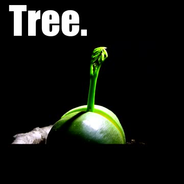 Germination Time Lapse of a Giant Rainforest Tree Seed