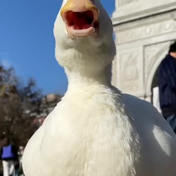 Duck eating corn in slowmo