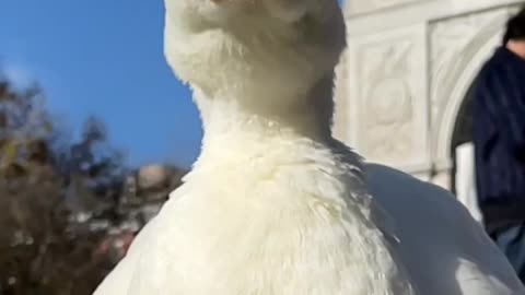 Duck eating corn in slowmo