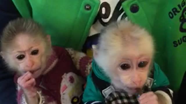 Two little monkeys dressed like humans